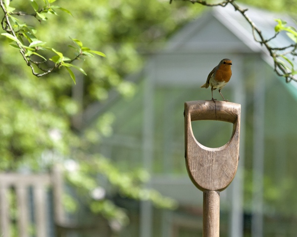 Bird on shovel